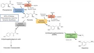 Catecholamine Biosynthesis Pathway [upl. by Adnamar104]