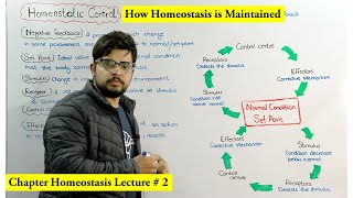 Homeostatic control mechanism  How homeostasis occurs [upl. by Gearard]