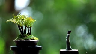 DIY small bonsai tree for tea table for beginners [upl. by Darian]