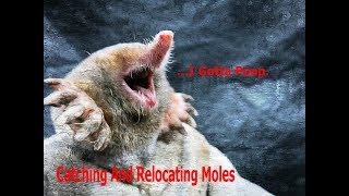 Catching and Relocating Moles  I Gotta Poop [upl. by Khai]