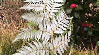 Présentation de la fougère Cyathea dealbata  Pépinière en ligne A lombre des figuiers [upl. by Waylin]