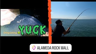 Another CRAZY Day At The Alameda Rock Wall california bayarea fishing fun funny fish shark [upl. by Aynosal]