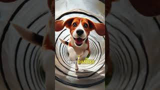 The Amazing Obstacle Course Challenge  Cat Dog amp Puppy Showdown 🏆  funny cutedog puppy [upl. by Gresham]