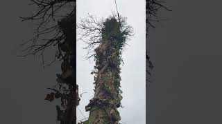 Arbre enroulé sur un poteau électrique [upl. by Einuj866]