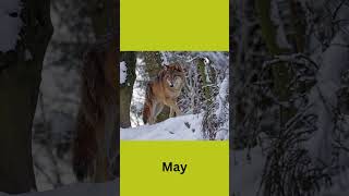 Your birth month wolf [upl. by Angid]