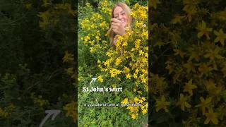 🌼 How to identify St John’s wort 🌼 Hypericum perforatum foraging plantmedicine wildflowers [upl. by Elvah276]