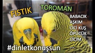 Muhabbet Kuşu Fıstık amp Toroman dinletkonuşsun [upl. by Isla195]