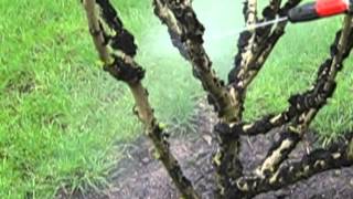 Dead moss removing on the rose of sharon tree using a electric pressure washer [upl. by Acirret558]