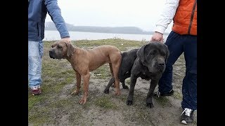 PRESA CANARIO AND CANE CORSO  MEET [upl. by Asseneg]