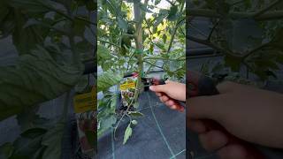 How to pruning tomato n1 agribros gardening tomato agriculture asmr garden nature cut [upl. by Lail]