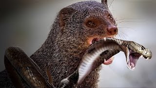 How a Tiny Mongoose Defeats Deadly Snakes [upl. by Philpot]