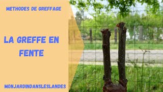 La greffe en fente  Monjardindansleslandes [upl. by Llerdnod796]