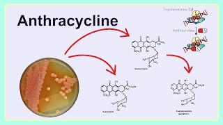 anthracycline [upl. by Odin614]