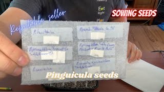 Seeds  How to Plant Pinguicula Seeds  Sowing Pinguicula aka Butterwort Seeds 2nd try [upl. by Pence]