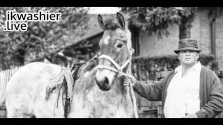 Belgische Trekpaarden op prijskamp  Belgian Draft Horse  Trait Belge  ikwashierlive in Evergem [upl. by Esina299]