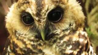 Rufousbanded Owl Ciccaba albitarsis Putumayo Colombia [upl. by Treboh299]