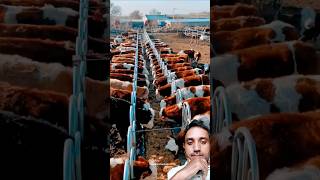 China farming cow farming farm agriculture shortsviral [upl. by Ulphia]