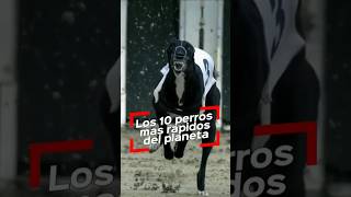 😮 Los diez perros mas rápidos del planeta perros [upl. by Ibur482]