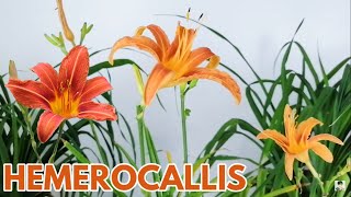 hemerocallis cuidados reproduccion CHUYITO JARDINERO [upl. by Ahsinrac485]