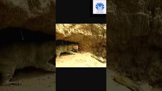 Cat saving babies from python 😱😱  💥💥 Wonderful Animal Kingdom 143 💥💥 cat animals python [upl. by Dlanod]