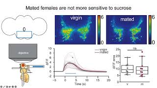 Meghan Laturney How the neuroendocrine circuit that regulates sugar feeding in mated females [upl. by Lednahc]