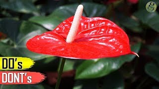 ANTHURIUM PLANT CARE TIPS – INDOOR FLOWERING PLANT [upl. by Portie]