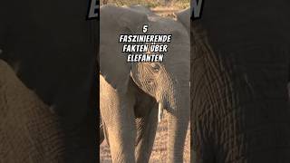 5 unglaubliche Fakten über Elefanten 🐘  Die größten Landtiere der Welt [upl. by Curnin708]