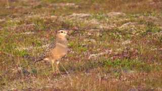 Mornellregenpfeifer auf dem Batsfjordfjellet Teil 1  3  Dotterel  Guignards [upl. by Enelra]