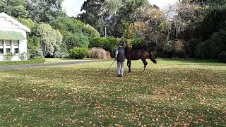 The Satono Aladdin  Threepence filly meets her owners 15521 [upl. by Varini243]