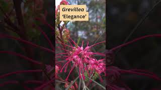 Grevillea ‘Elegance’ [upl. by Matta]