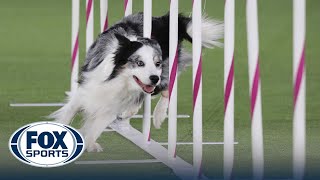 Best of 2022 Masters Agility Championships from Westminster Kennel Club  FOX Sports [upl. by Centeno456]