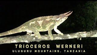 Trioceros werneri Uluguru Mts Tanzania [upl. by Remington]