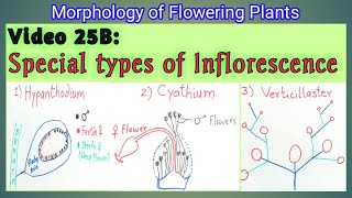 SPECIAL TYPES OF INFLORESCENCE  Hypanthodium Cyathium and Verticillaster Inflorescence  NEET [upl. by Alenoel]