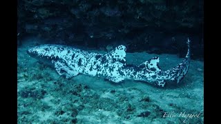 Rare piebald nurse shark with incredible speckled skin may be first on record [upl. by Oratnek]