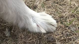 Abscesses Between the Toes Interdigital Furunculosis in Dogs  deep bacterial infection [upl. by Suissac]