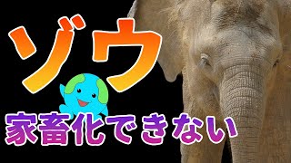 ゾウを家畜化できない理由がこちら【解説】 [upl. by Eilsek]