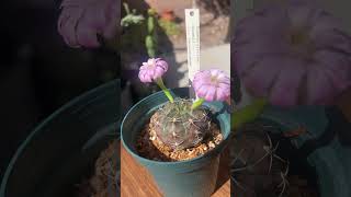 BEAUTIFUL FLOWERS ON GYMNOCALYCIUM DAMSII GROWING SEASON cactus plants nature [upl. by Barfuss]