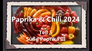 Paprika amp Chili 2024 Teil 5  Süße Paprika III [upl. by Cosetta]