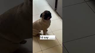 Pugs are simply amazing 🐶pug puglife petlovers cutepuppies pugobsession [upl. by Etnaihc]