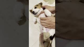 Watch This Dog Enjoy a Belly Rub While Upside Down [upl. by Mandel435]