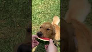 Eating her favorite snack… Watermelon 🍉 [upl. by O'Driscoll]