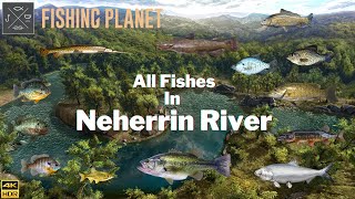 Fishing Planet  All Fishes In Neherrin River [upl. by Berghoff]