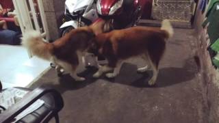 Alaskan malamute vs wooly husky [upl. by Reifnnej]