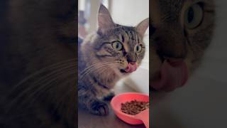 Cat’s eating 🥣 time cat cuteanimals cute cutecats catlover cutepets kitten catcute funny [upl. by Manon]