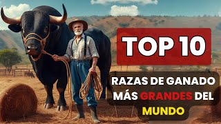 Las 10 razas de ganado más grandes del mundo y sus características cattlebreeds [upl. by Kenlee377]