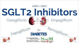 SGLT2 Inhibitors  Hindi  Urdu  016 [upl. by Nerret]