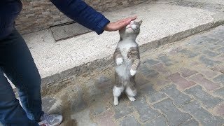 Grey cat meowing unbelievably cute [upl. by Ahsial]