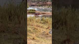 Giant Hippo on move  hippo hippopotamus shorts viral wildlife animals [upl. by Nyleek]