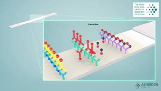 See how a lateral flow immunoassay works [upl. by Pfeifer]