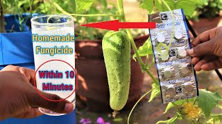 How to make fungicide within 10 minutes at home  Homemade Best Fungicide for any plants [upl. by Elagiba]